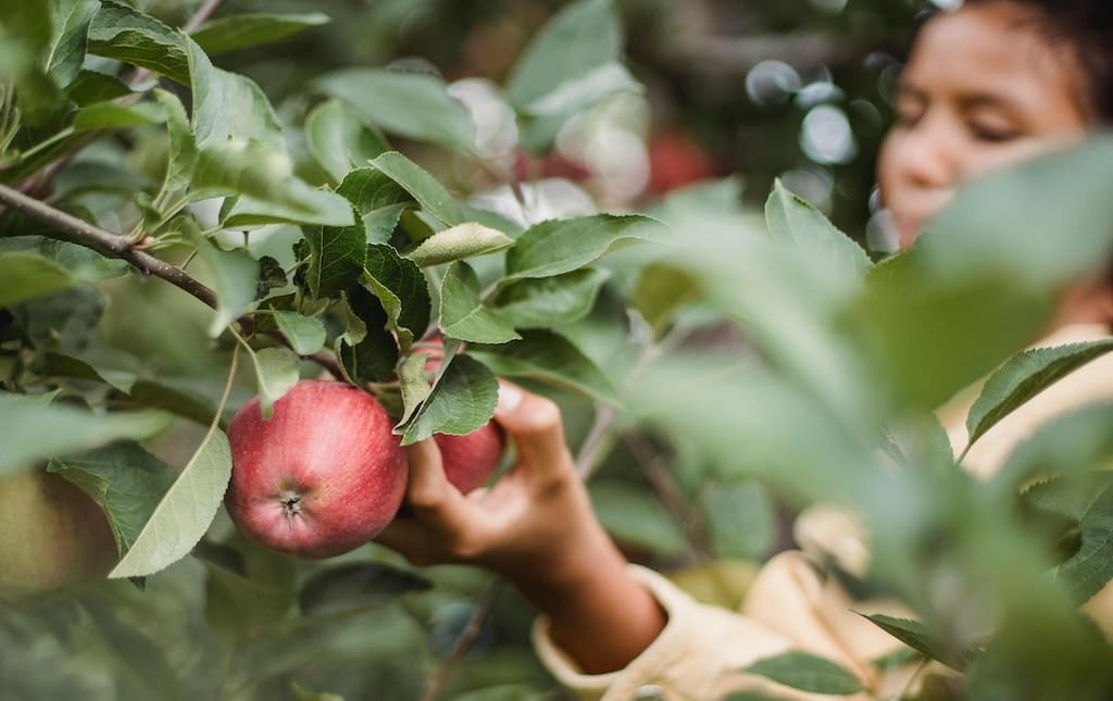 Young girl picking apples during a fundraiser at a local orchard