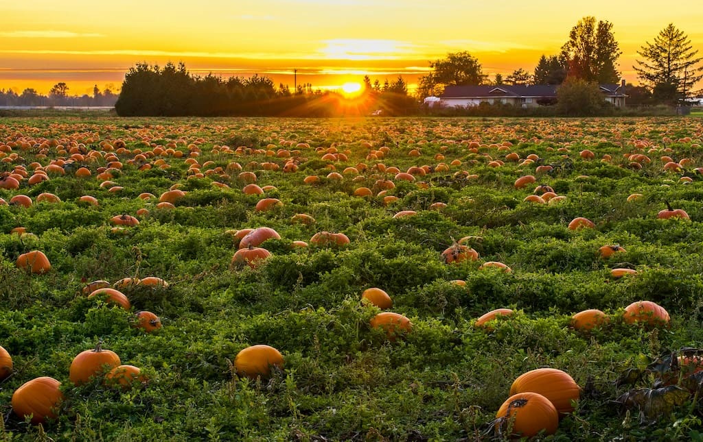 Landscape views of a pumpkin patch at sunset